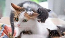 娱乐吃瓜酱猫妈