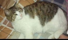 猫猫吃瓜娱乐圈,趣味横生的娱乐圈幕后故事