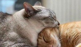 娱乐吃瓜酱猫妈