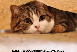 娱乐吃瓜酱猫妈