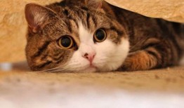 娱乐吃瓜酱猫妈